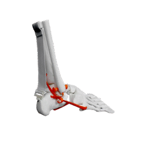 Lateral anatomic ankle view