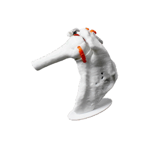 Posterior anatomic shoulder view